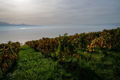 DSC03087.jpg